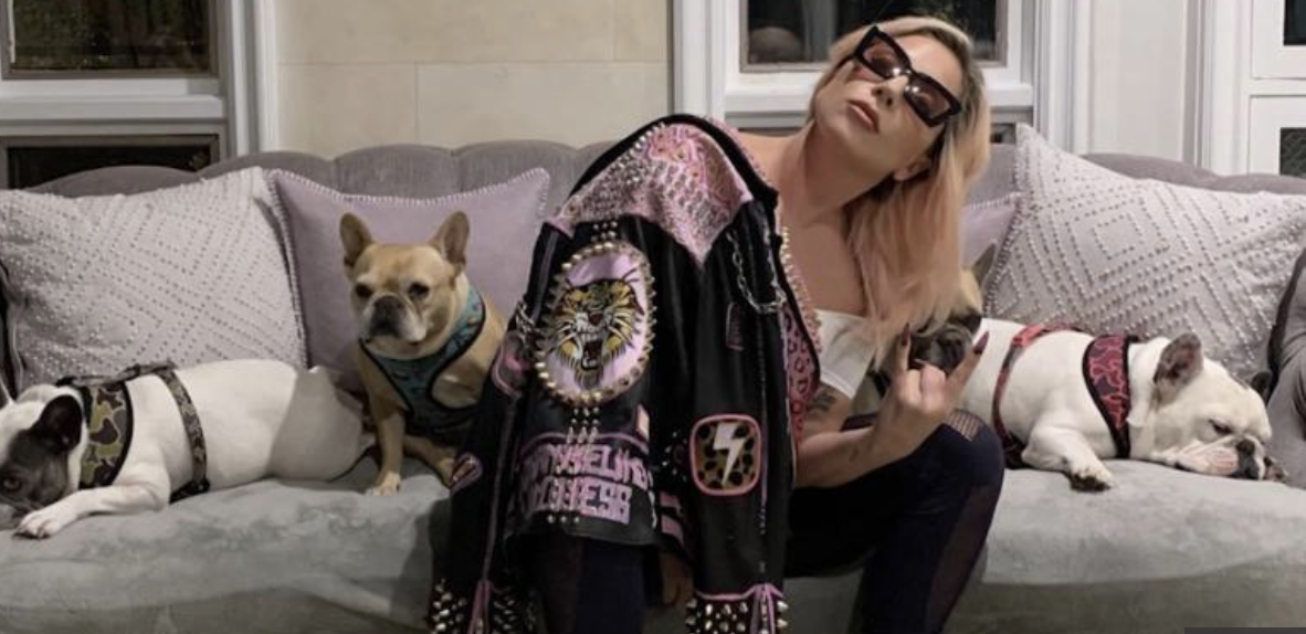 Lady Gaga's dogs