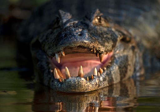 Crocodile