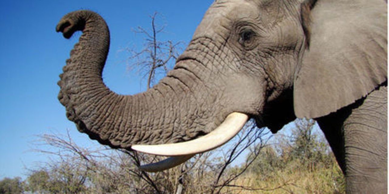 Elephant
